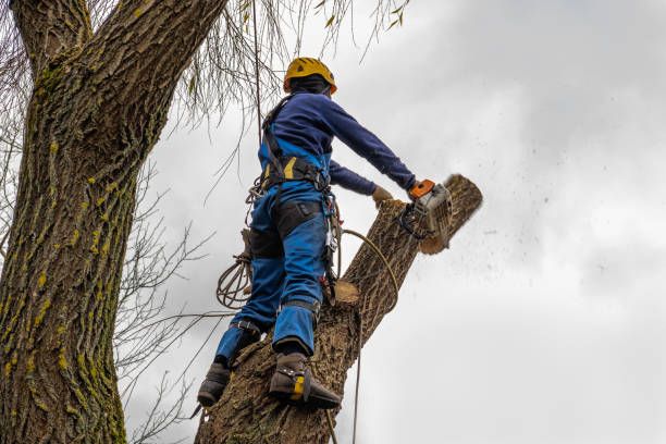 Professional Tree Services in Alpena, MI